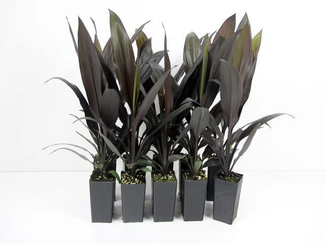 Shrubs Cordyline Mixed Pack 5 Shrubs Cordyline Mixed Pack