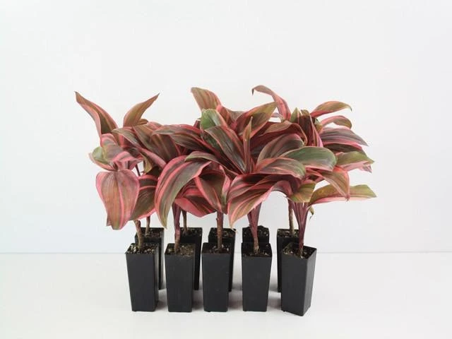 Shrubs Cordyline T. Pink Champion 3 Shrubs Cordyline T. Pink Champion