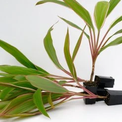 Shrubs Cordyline Pink Diamond 14 Shrubs Cordyline Pink Diamond