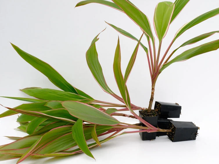 Shrubs Cordyline Pink Diamond 7 Shrubs Cordyline Pink Diamond