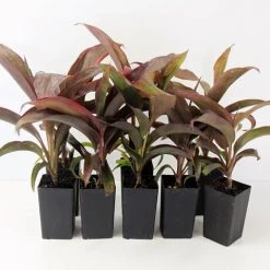 Shrubs Cordyline Ruby