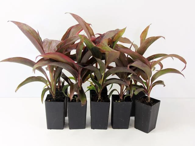 Shrubs Cordyline Ruby 3 Shrubs Cordyline Ruby