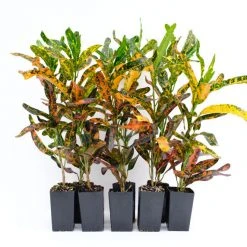 Shrubs Croton Bush On Fire