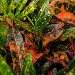 Shrubs Croton Bush On Fire