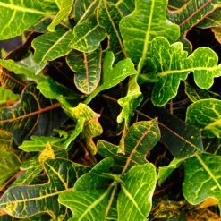 Shrubs Croton Excellent Border Plants 8 Shrubs Croton Excellent Border Plants