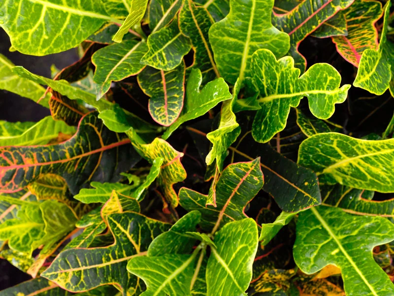 Shrubs Croton Excellent Border Plants 4 Shrubs Croton Excellent Border Plants