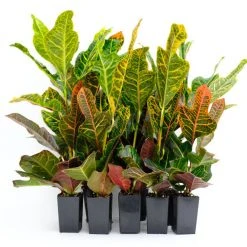 Shrubs Croton Excellent Border Plants