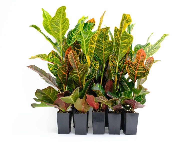 Shrubs Croton Excellent Border Plants 3 Shrubs Croton Excellent Border Plants