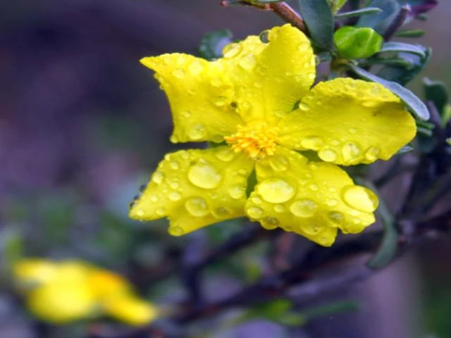 Shrubs Hibbertia Vestita Little Rocker 4 Shrubs Hibbertia Vestita Little Rocker