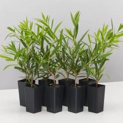 Shrubs Callistemon Viminalis Wilderness White