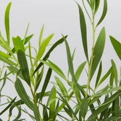 Shrubs Callistemon Viminalis Wilderness White