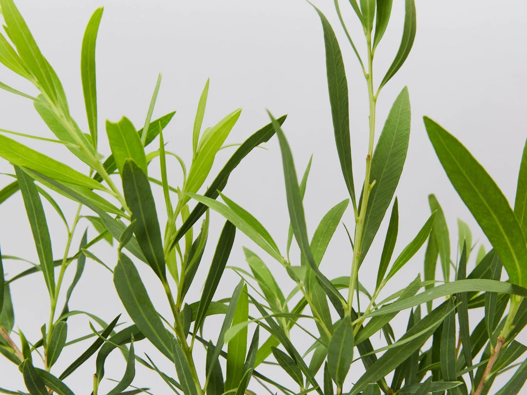 Shrubs Callistemon Viminalis Wilderness White