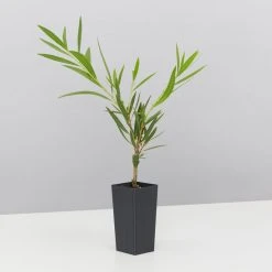 Shrubs Mixed Callistemon Box 11 Shrubs Mixed Callistemon Box