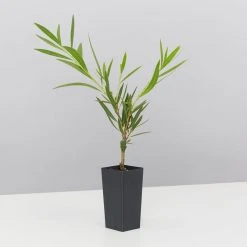 Shrubs Callistemon Viminalis Wilderness White