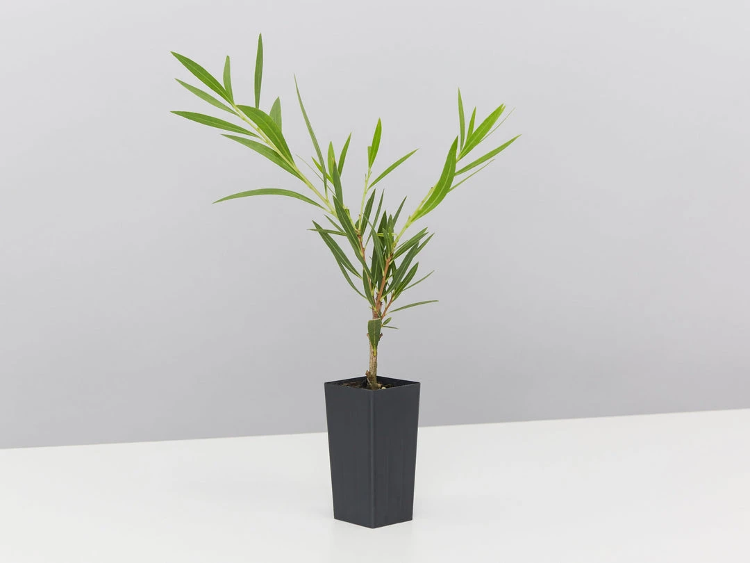 Shrubs Callistemon Viminalis Wilderness White