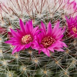 Full Sun Large Assorted Cacti Pack