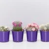 Full Sun Large Assorted Cacti Pack