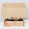 Assorted Cacti Box ???? Plant Packs