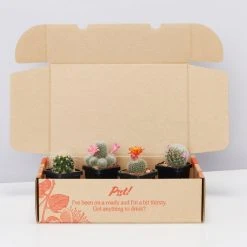 Assorted Cacti Box ???? Plant Packs