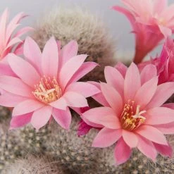 Full Sun Large Assorted Cacti Pack