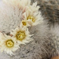 Full Sun Large Assorted Cacti Pack