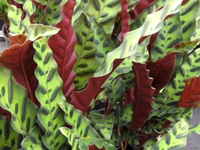 Indoor Garden Pet-friendly Indoor Plants Calathea Insignis Rattle Snake Box 7 Indoor Garden Pet-friendly Indoor Plants Calathea Insignis Rattle Snake Box