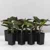 Indoor Garden Calathea Beauty Star Pet-friendly Indoor Plants 1 Indoor Garden Calathea Beauty Star Pet-friendly Indoor Plants
