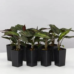 Indoor Garden Calathea Beauty Star Pet-friendly Indoor Plants