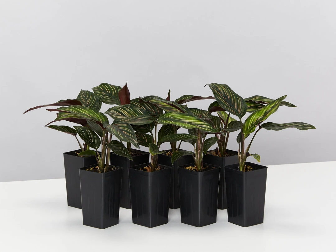 Indoor Garden Calathea Beauty Star Pet-friendly Indoor Plants 3 Indoor Garden Calathea Beauty Star Pet-friendly Indoor Plants