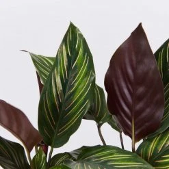 Indoor Garden Calathea And Ctenanthe Houseplant Pack - 85mm 17 Indoor Garden Calathea And Ctenanthe Houseplant Pack - 85mm