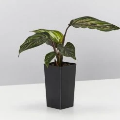 Indoor Garden Calathea And Ctenanthe Houseplant Pack