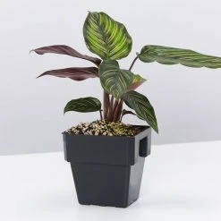 Indoor Garden Calathea And Ctenanthe Houseplant Pack - 85mm 16 Indoor Garden Calathea And Ctenanthe Houseplant Pack - 85mm
