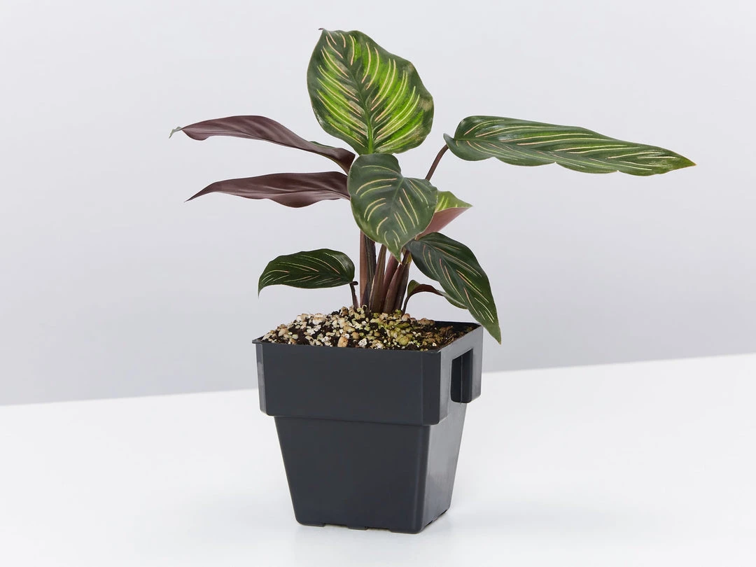 Indoor Garden Calathea And Ctenanthe Houseplant Pack - 85mm 9 Indoor Garden Calathea And Ctenanthe Houseplant Pack - 85mm