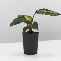 Indoor Garden Calathea Beauty Star Pet-friendly Indoor Plants 13 Indoor Garden Calathea Beauty Star Pet-friendly Indoor Plants