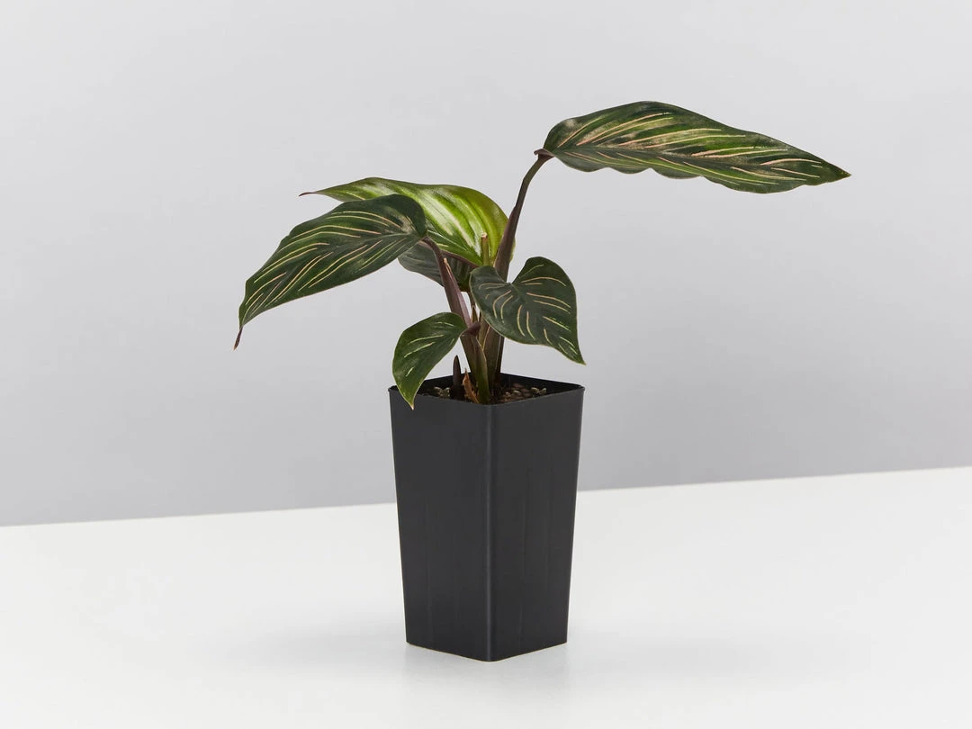 Indoor Garden Calathea Beauty Star Pet-friendly Indoor Plants 7 Indoor Garden Calathea Beauty Star Pet-friendly Indoor Plants