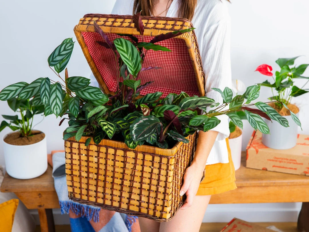 Indoor Garden Calathea And Ctenanthe Houseplant Pack - 85mm 3 Indoor Garden Calathea And Ctenanthe Houseplant Pack - 85mm