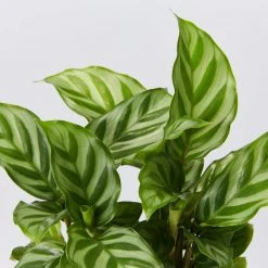 Indoor Garden Calathea Louisae Freddy