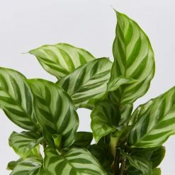 Indoor Garden Calathea And Ctenanthe Houseplant Pack - 85mm 13 Indoor Garden Calathea And Ctenanthe Houseplant Pack - 85mm