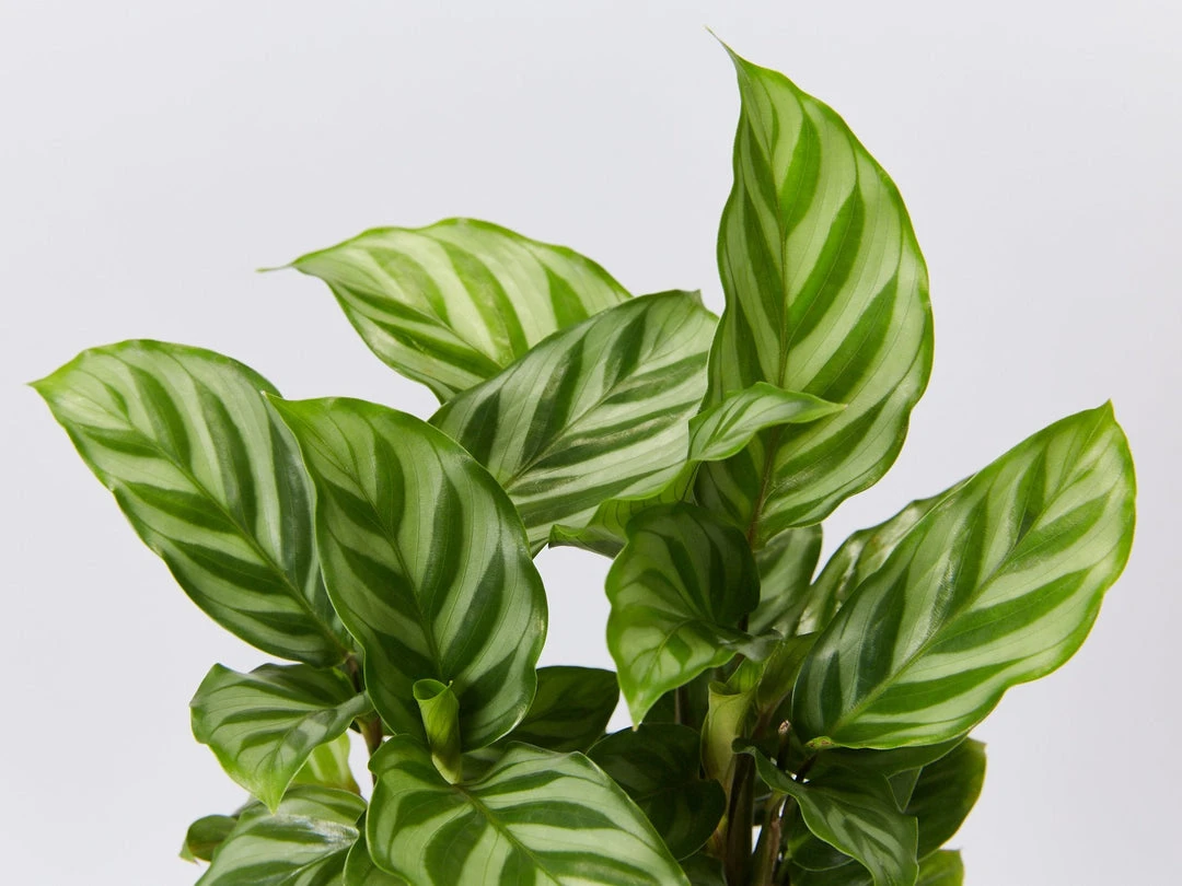 Indoor Garden Calathea And Ctenanthe Houseplant Pack - 85mm 6 Indoor Garden Calathea And Ctenanthe Houseplant Pack - 85mm