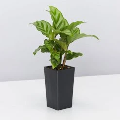 Indoor Garden Cat-Friendly Indoor Plant Pack ????