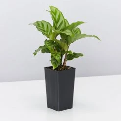 Indoor Garden Calathea And Ctenanthe Houseplant Pack