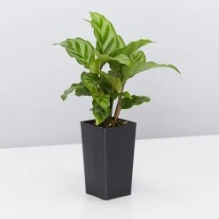 Indoor Garden Child Friendly Indoor Plants Pack Easy Care Plants 20 Indoor Garden Child Friendly Indoor Plants Pack Easy Care Plants