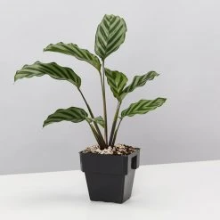 Indoor Garden Calathea And Ctenanthe Houseplant Pack - 85mm 12 Indoor Garden Calathea And Ctenanthe Houseplant Pack - 85mm