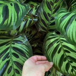 Indoor Garden Calathea Makoyana Pet-friendly Indoor Plants 13 Indoor Garden Calathea Makoyana Pet-friendly Indoor Plants