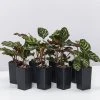 Indoor Garden Calathea Makoyana Pet-friendly Indoor Plants 2 Indoor Garden Calathea Makoyana Pet-friendly Indoor Plants