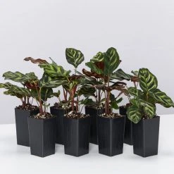 Indoor Garden Calathea Makoyana Pet-friendly Indoor Plants