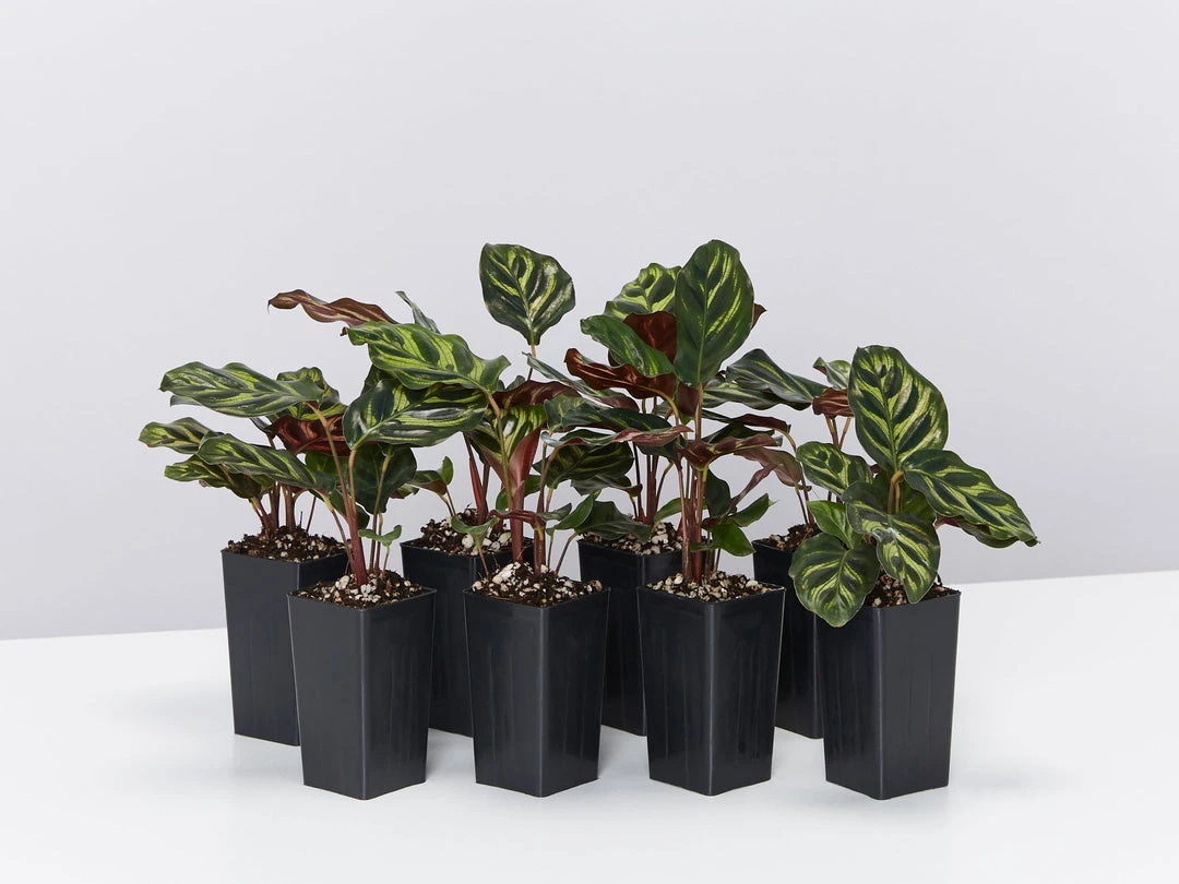 Indoor Garden Calathea Makoyana Pet-friendly Indoor Plants 3 Indoor Garden Calathea Makoyana Pet-friendly Indoor Plants