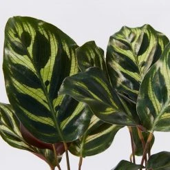 Indoor Garden Calathea Makoyana Pet-friendly Indoor Plants