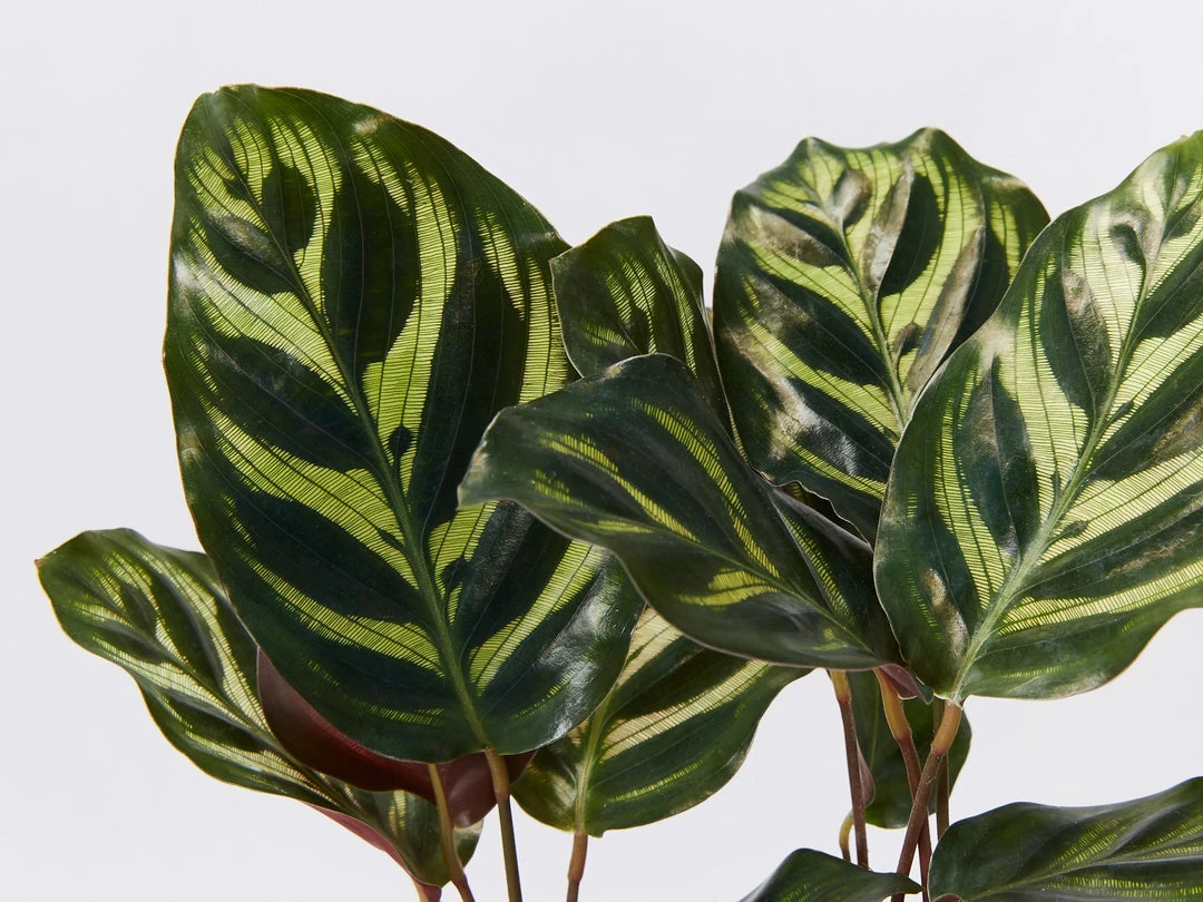 Indoor Garden Calathea Makoyana Pet-friendly Indoor Plants 4 Indoor Garden Calathea Makoyana Pet-friendly Indoor Plants