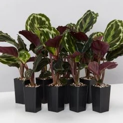 Indoor Garden Calathea Roseopicta Medallion Pet-friendly Indoor Plants